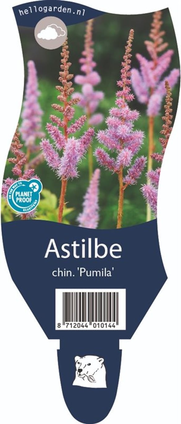 Astilbe c. 'Pumila' - P11